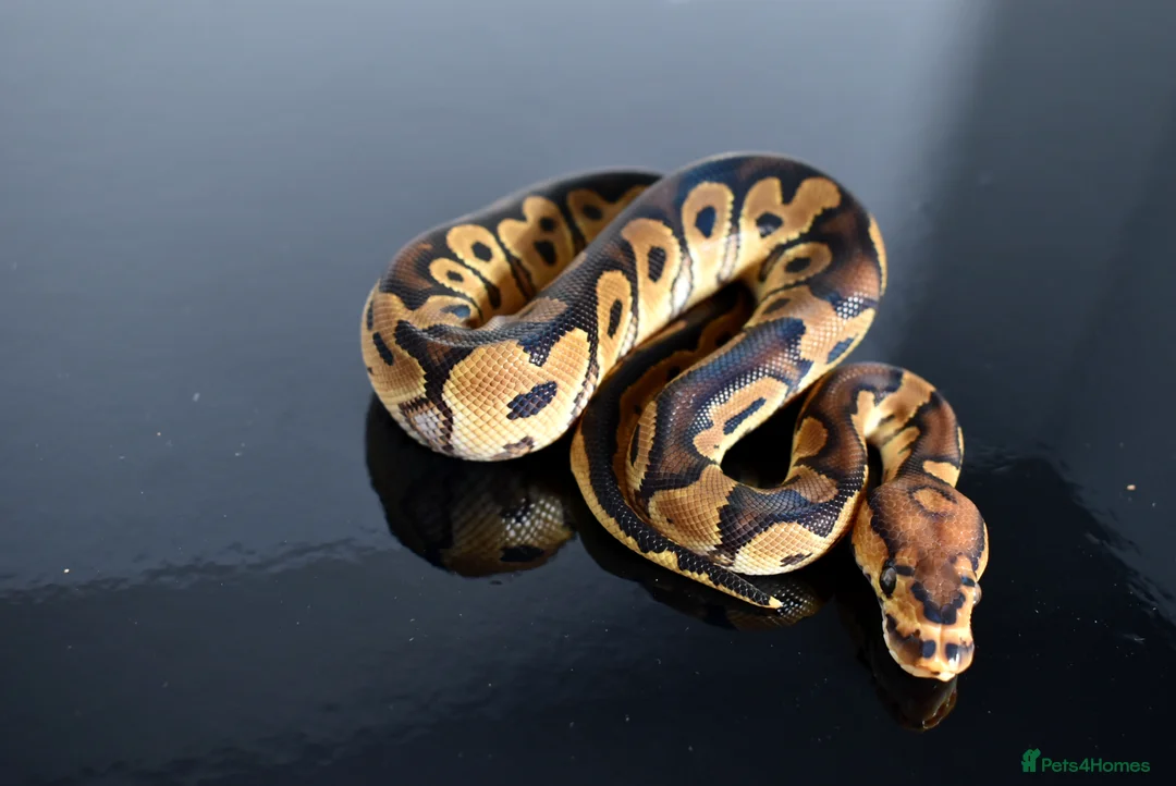 Python Snake reptiles for sale: Amazing baby ball pythons - Advert 24