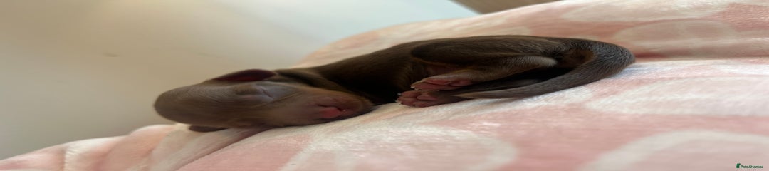 Miniature Dachshund Puppy 2
