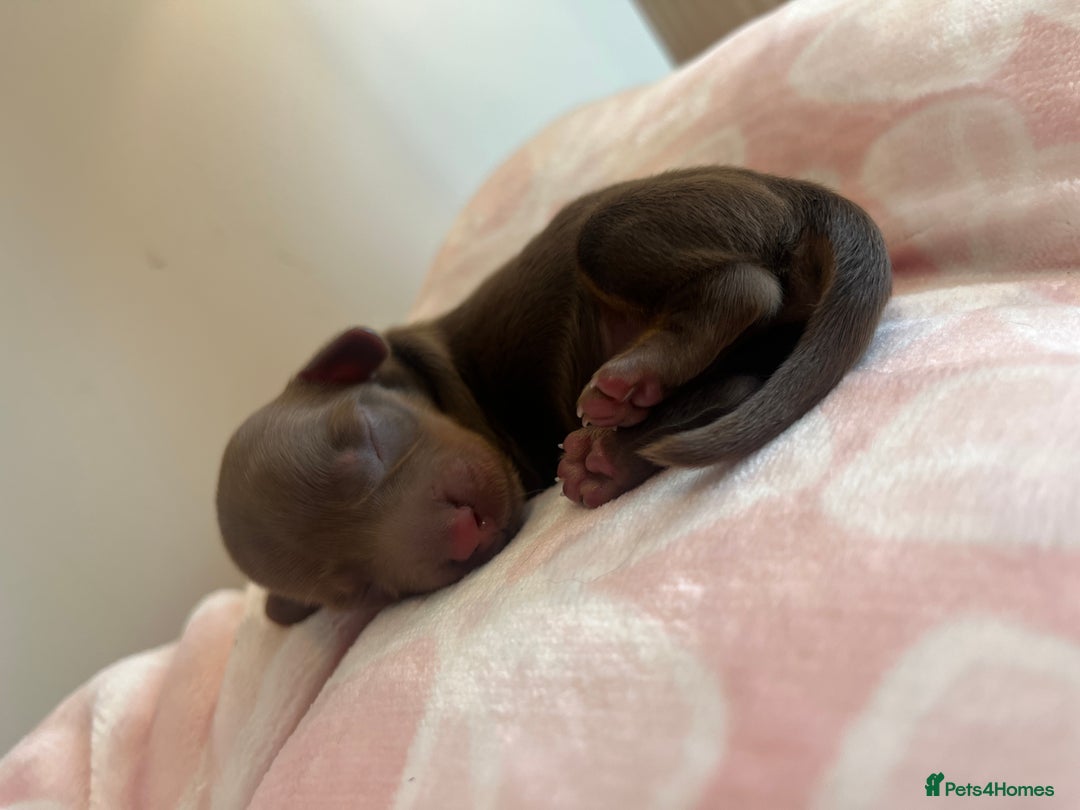 Miniature Dachshund dogs for sale: Miniture dashaund puppies long haired and dapple - Image 10