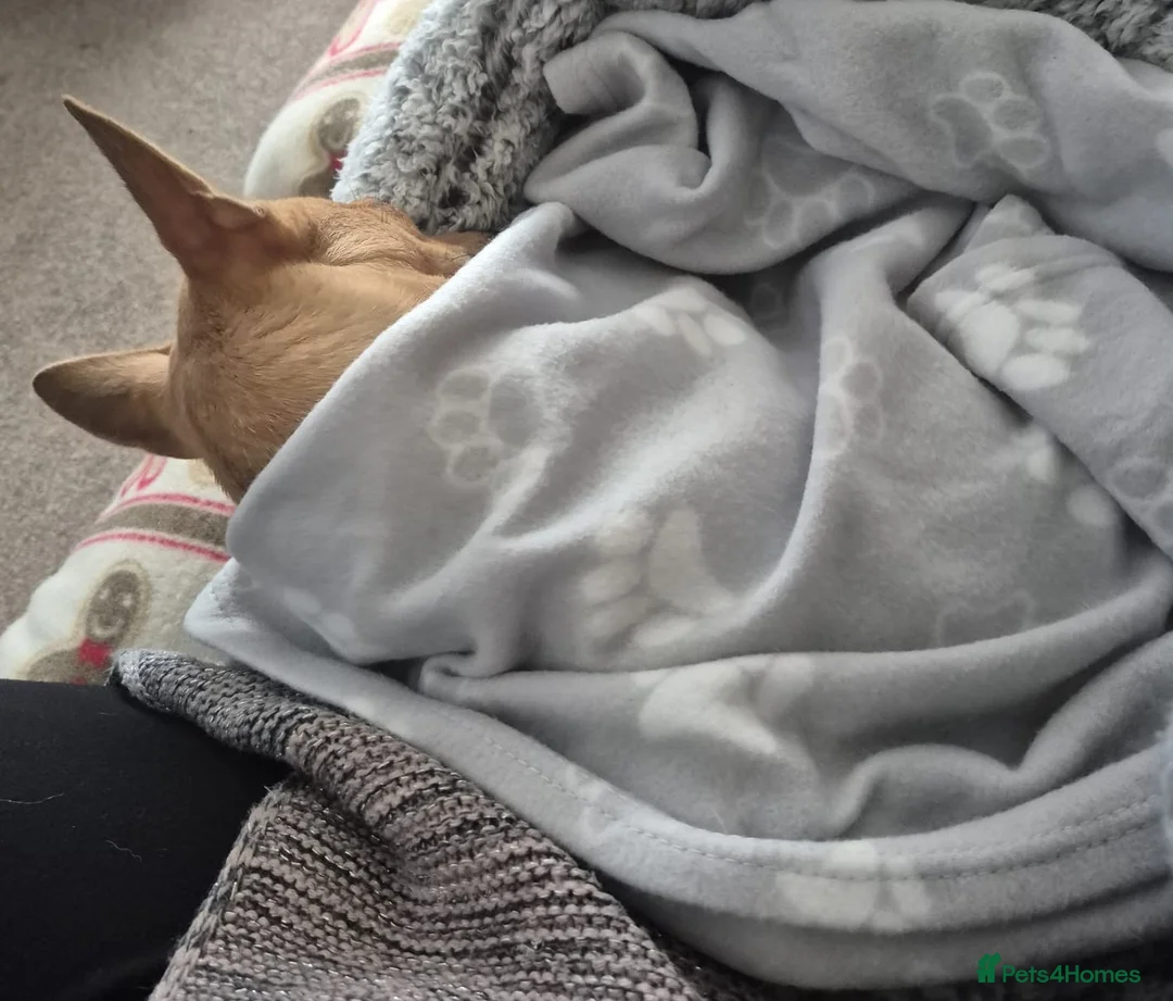 Pomchi dogs for adoption: ✨Meet NIRVANA, a Beautiful Lady for a Loving Home✨ in Nottingham - Advert 3