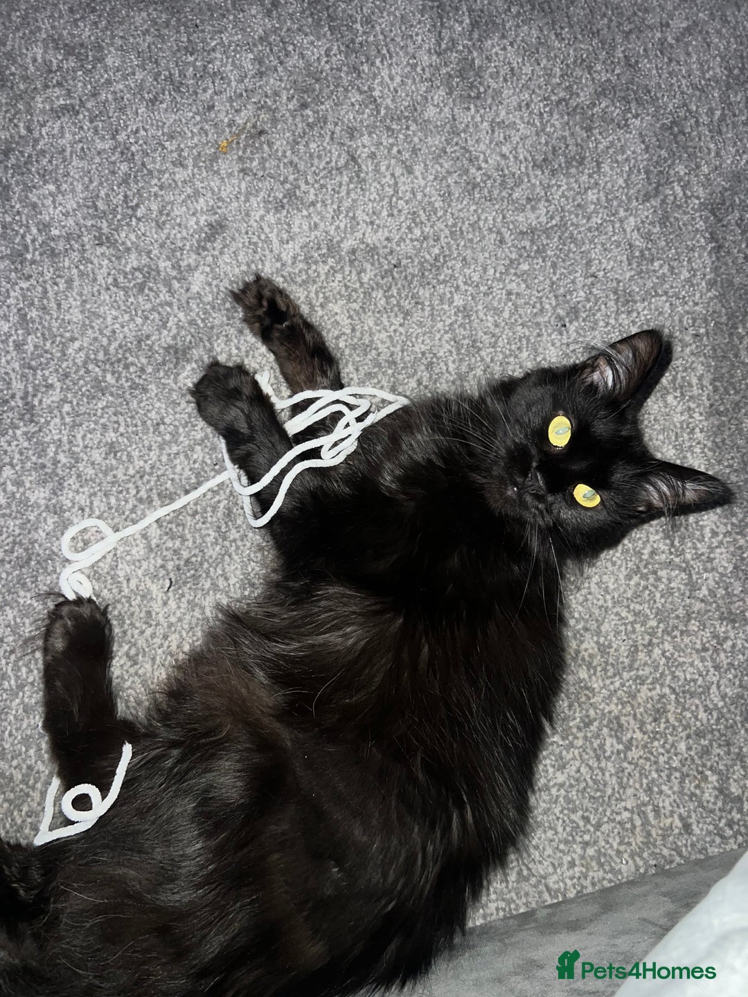 Maine Coon cats for sale: Willow  - Advert 8