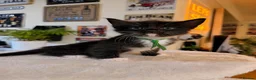 Ragcoon cats for sale: Ragcoon kittens 🐾  - Advert 18
