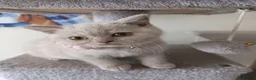 British Shorthair cats for sale: GCCF registered cream and lilac BSH - Advert 5