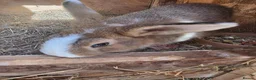 Mixed Breed rabbits for sale: Bunnies in Boldon Colliery - Advert 17