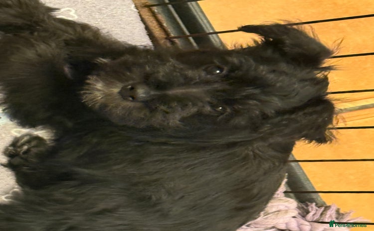 Miniature Schnauzer dogs for sale - Advert 1