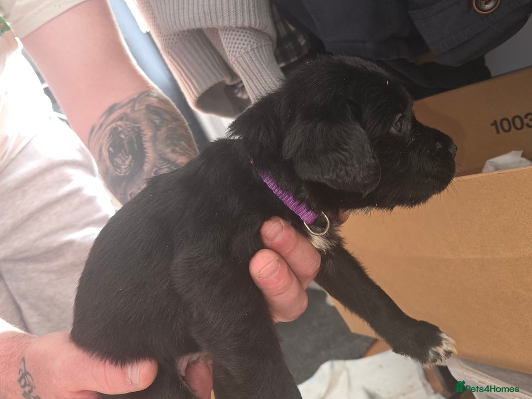 Mixed Breed dogs for sale: Labrador/irish wolf hound  - Image 21