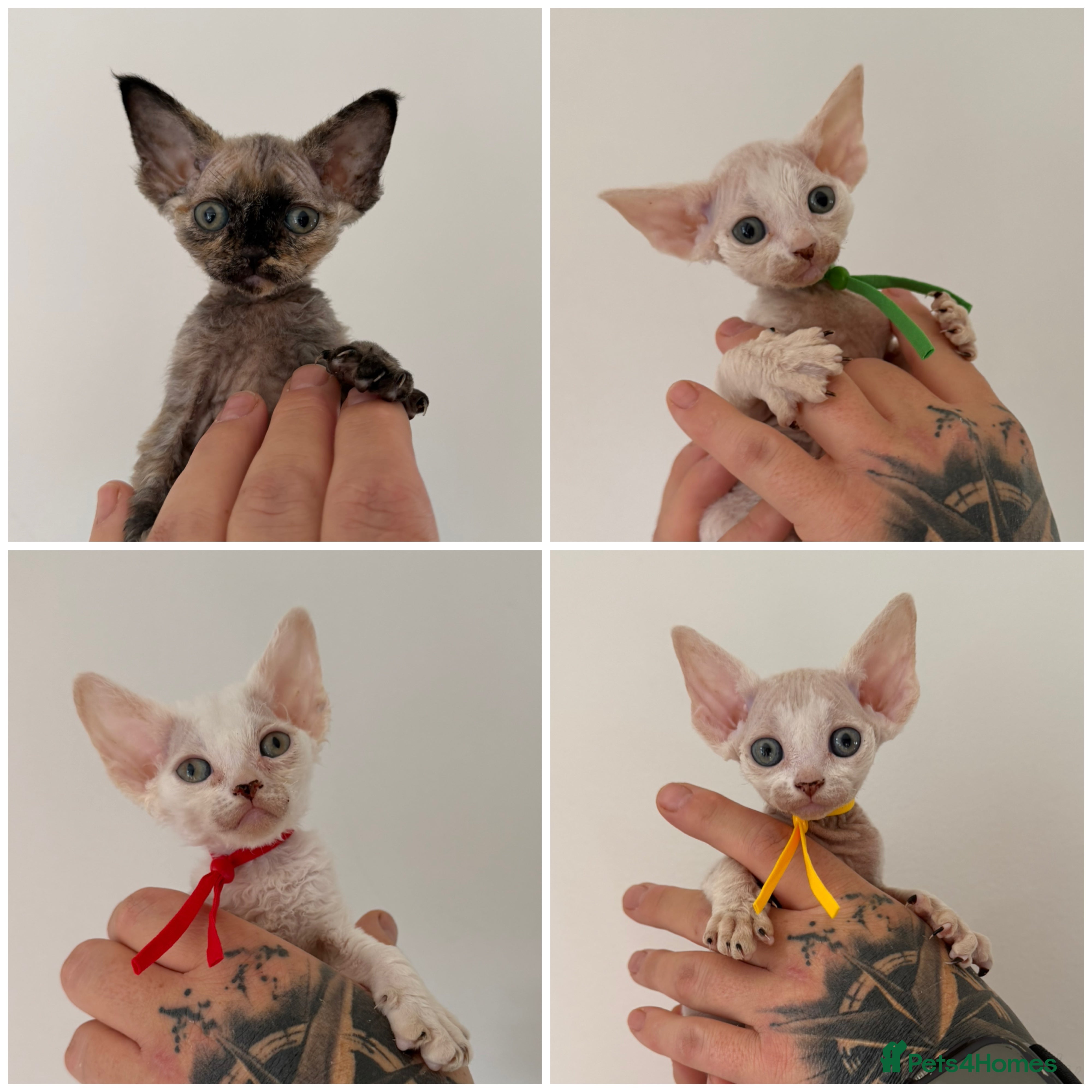 Devon Rex cats 🐾Adorable Devon Rex Kittens 🐾🌸 - Advert 9