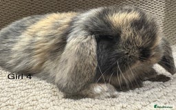 Mini Lop rabbits for sale: 🐰STUNNING MINI LOPS 🐰 ready to reserve!! - Image 15