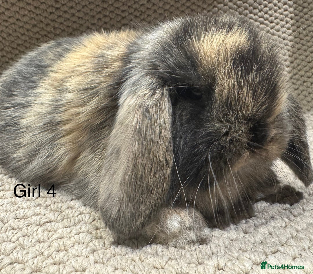 Mini Lop rabbits for sale: 🐰STUNNING MINI LOPS 🐰 ready to reserve!! - Image 15