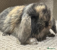 Mini Lop rabbits - Advert 15