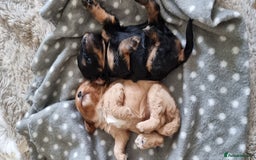 Cavapoo dogs for sale: Stunning f1 toy cavapoo girls - Image 3