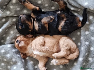 Cavapoo dogs Stunning f1 toy cavapoo girls - Advert 14