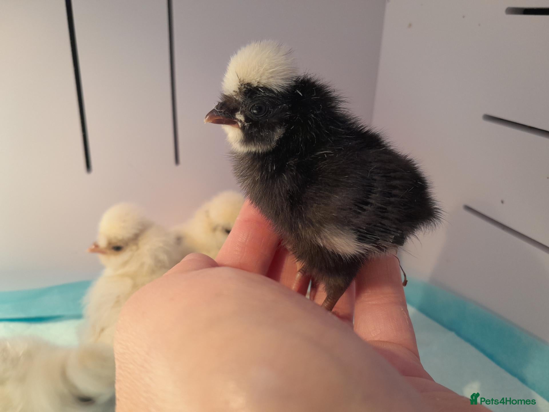 Chickens poultry Polish Bantam Chicks Available - Advert 2