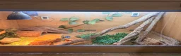 Bearded Dragon reptiles for sale: Healthy Happy Male Bearded Dragon with setup - Advert 3