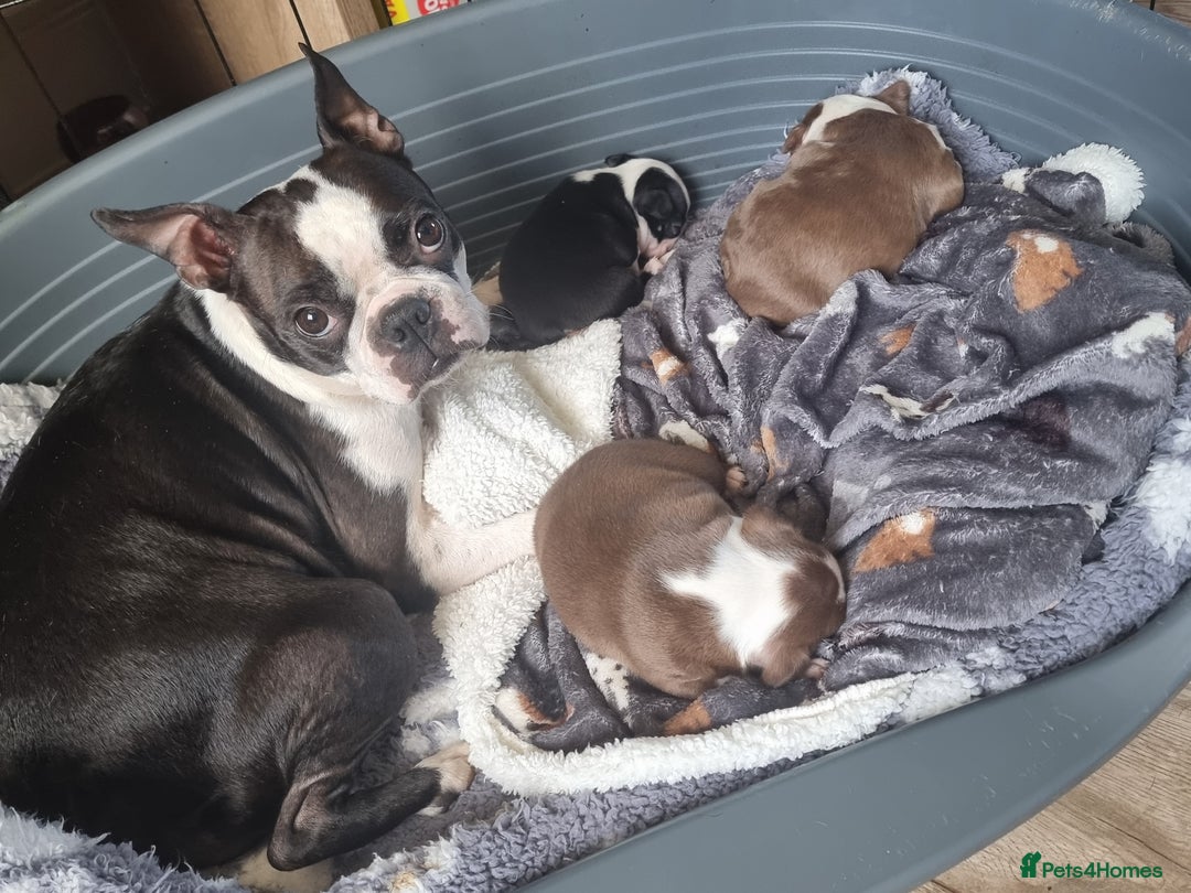 Boston Terrier dogs for sale: Boston Terrier pups - Image 17