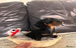 Miniature Dachshund dogs for sale: (now reserved)KC true to type miniature dachshund  - Image 2