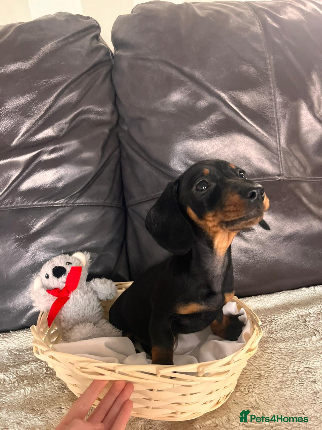 Miniature Dachshund dogs for sale: (now reserved)KC true to type miniature dachshund  - Image 2