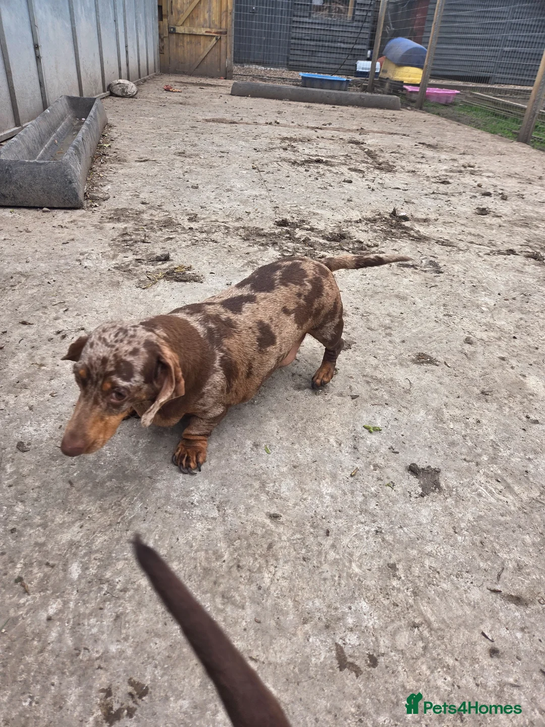 Miniature Dachshund dogs for sale: PRA CLEAR KC REG MIN DACHSHUND - Advert 1