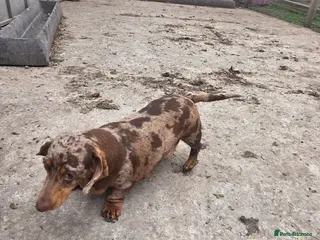 Miniature Dachshund dogs PRA CLEAR KC REG MIN DACHSHUND - Advert 2