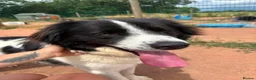Mixed Breed dogs for adoption: Meet Sid, currently residing in Cheshire  - Advert 11