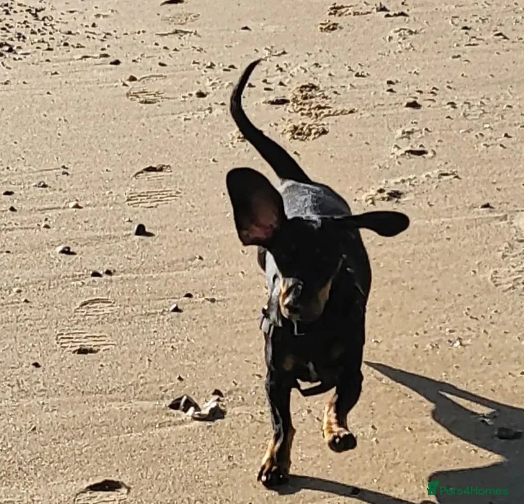 Miniature Dachshund dogs for stud: KC Chocolate dapple boy for stud very gentle. in Skegness - Advert 12