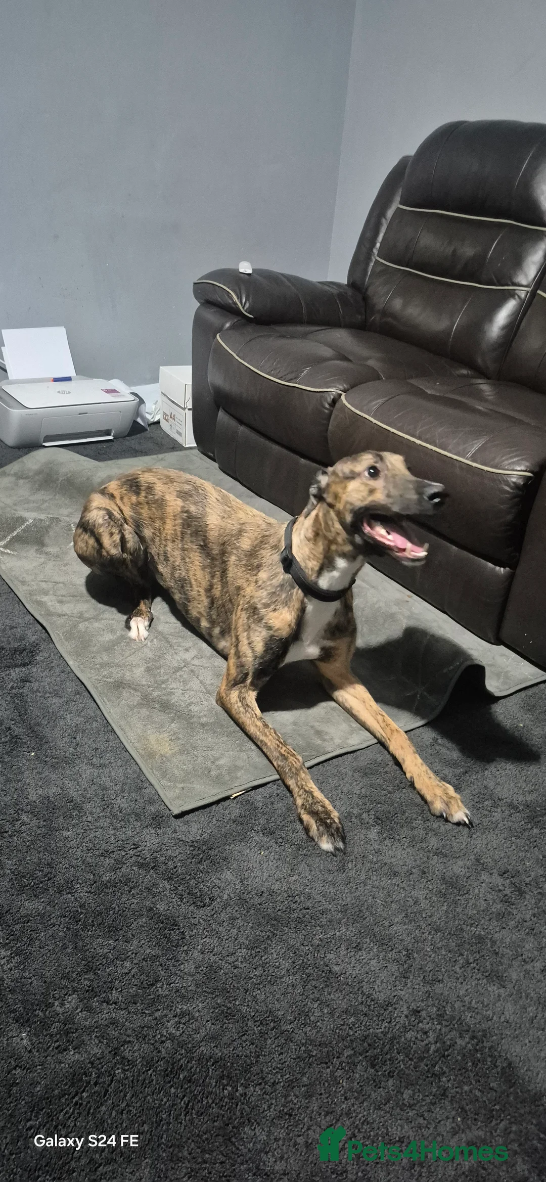 Lurcher dogs for sale: 1 year old lurcher  - Advert 2