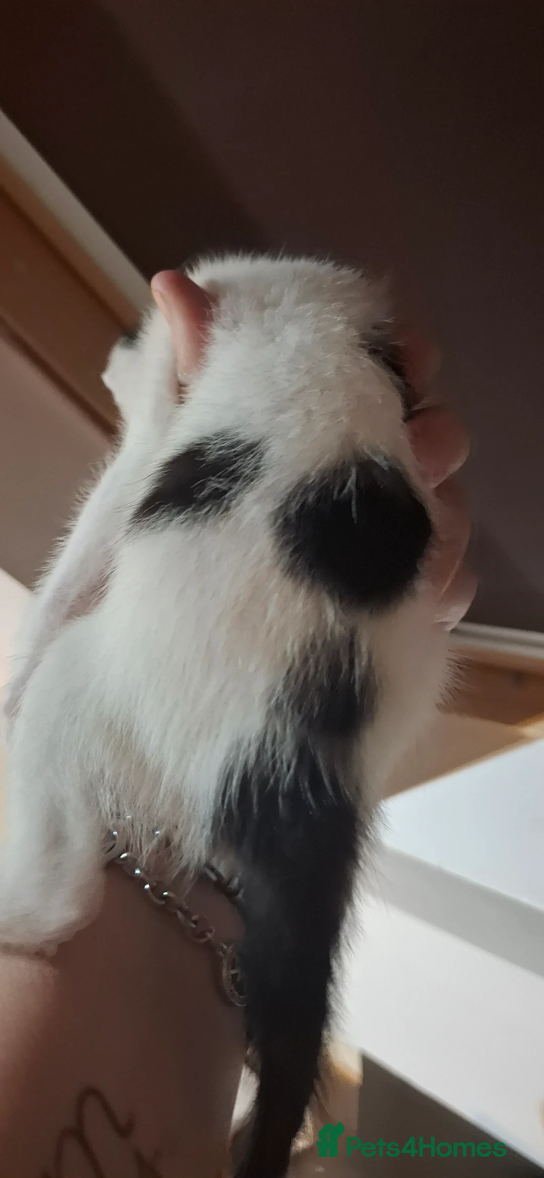 Turkish Angora cats for sale: Turkish angora cross  - Advert 2