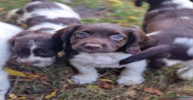 English Springer Spaniel dogs - Advert 12