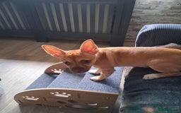 Chihuahua dogs for sale: CHIHUAHUA AND JACKAWAWA  - Image 2