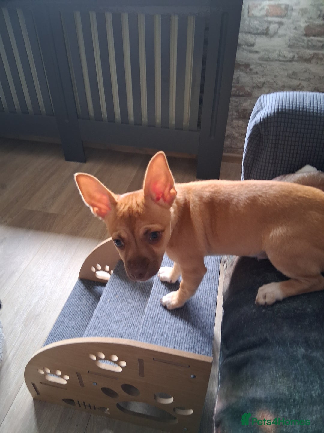 Chihuahua dogs for sale: CHIHUAHUA AND JACKAWAWA  - Image 2