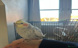 Cockatiels birds for sale: 16 month male Cockatiel + cage, stand and food - Image 4