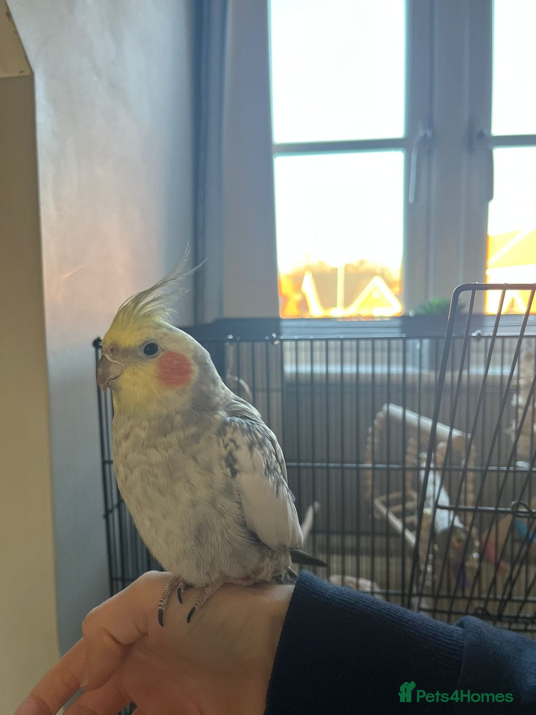 Cockatiels birds for sale: 16 month male Cockatiel + cage, stand and food - Image 4