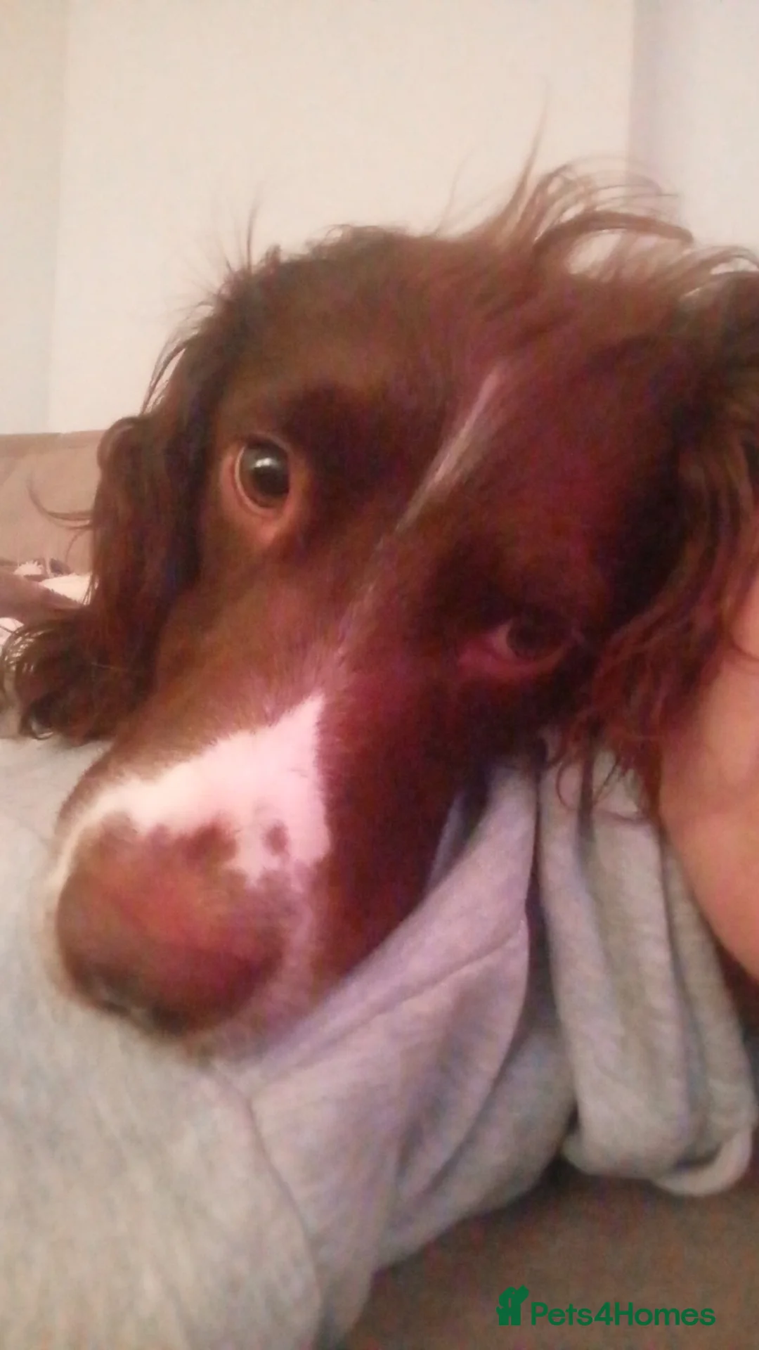 Sprocker dogs for sale: Sprocker - Image 3