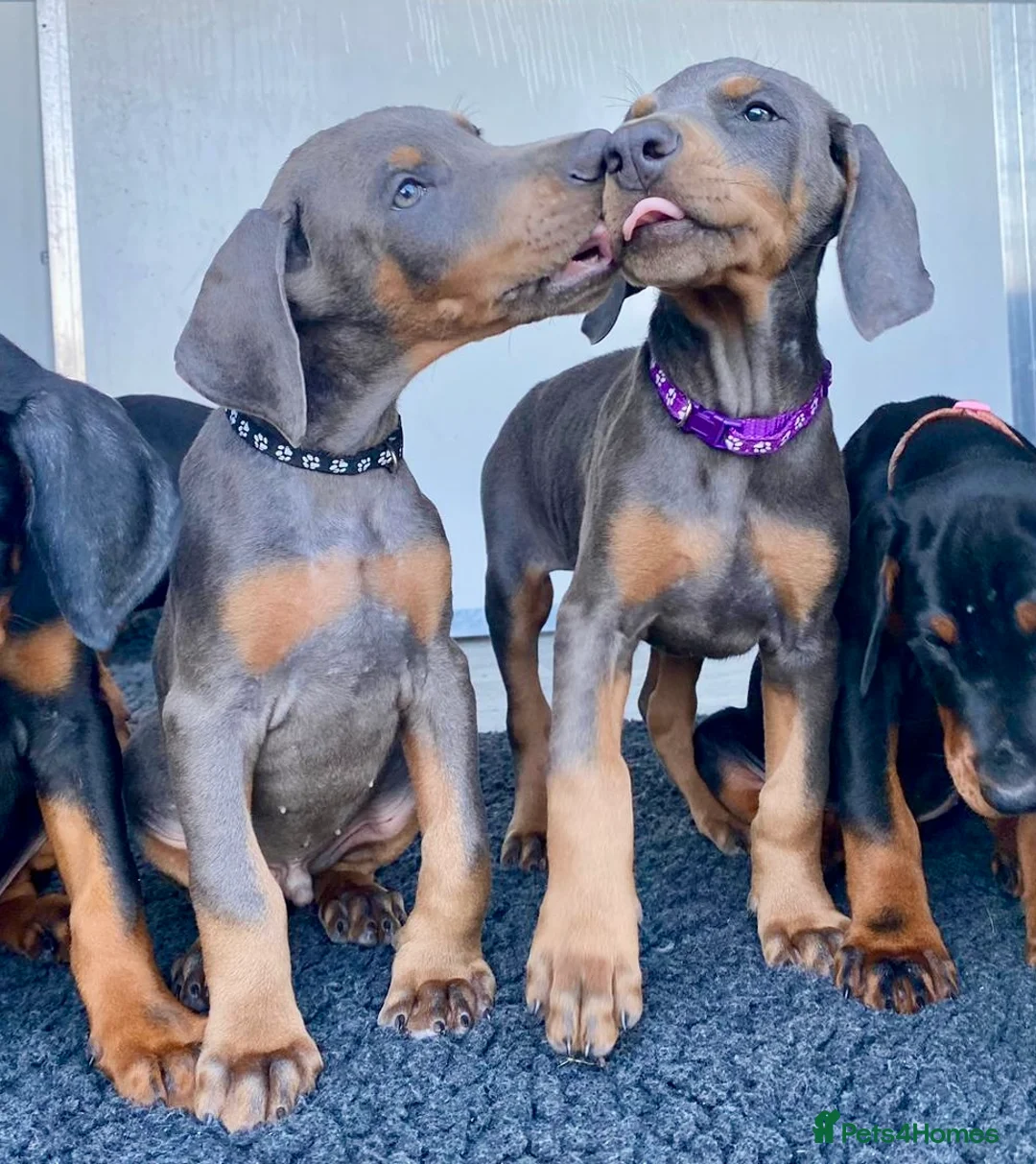 Dobermann dogs for stud: KC Health & Heart tested stud in Burnley - Advert 15