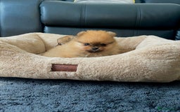 Pomeranian dogs for sale: 💎 Golden Colour Very Small Teddy Face 💎 - Image 3