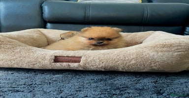 Pomeranian dogs - Advert 2