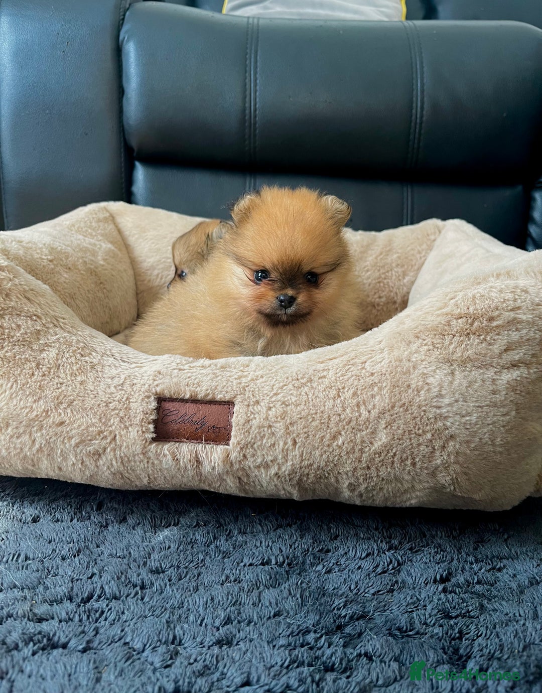 Pomeranian dogs for sale: 💎 Golden Colour Very Small Teddy Face 💎 - Image 3