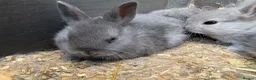 Netherland Dwarf rabbits for sale: Netherland dwarf x Rex  - Advert 2