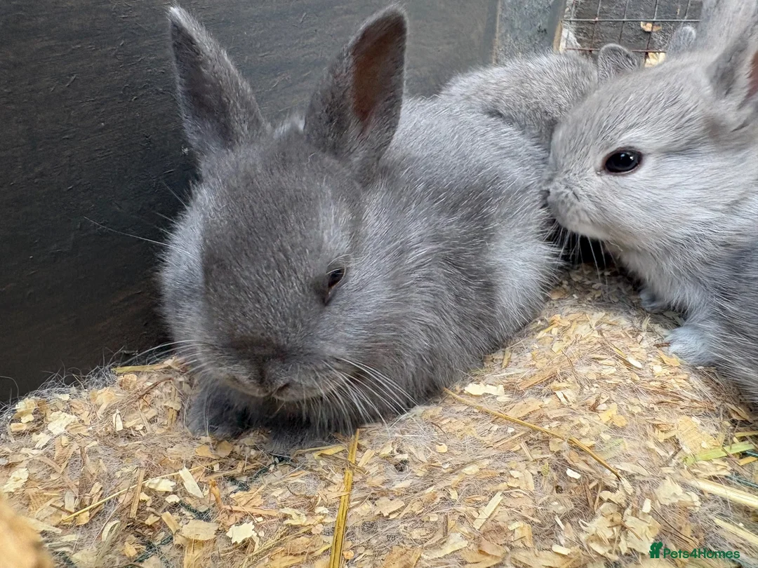 Netherland Dwarf rabbits for sale: Netherland dwarf x Rex  - Advert 2