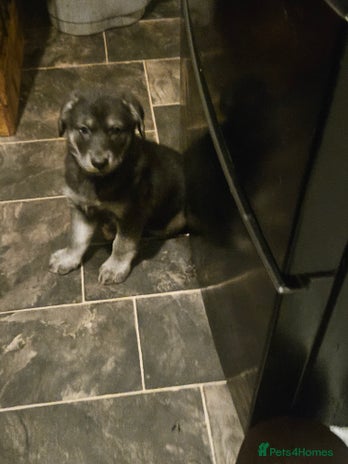 Mixed Breed dogs German sheperd x lab - Advert 7