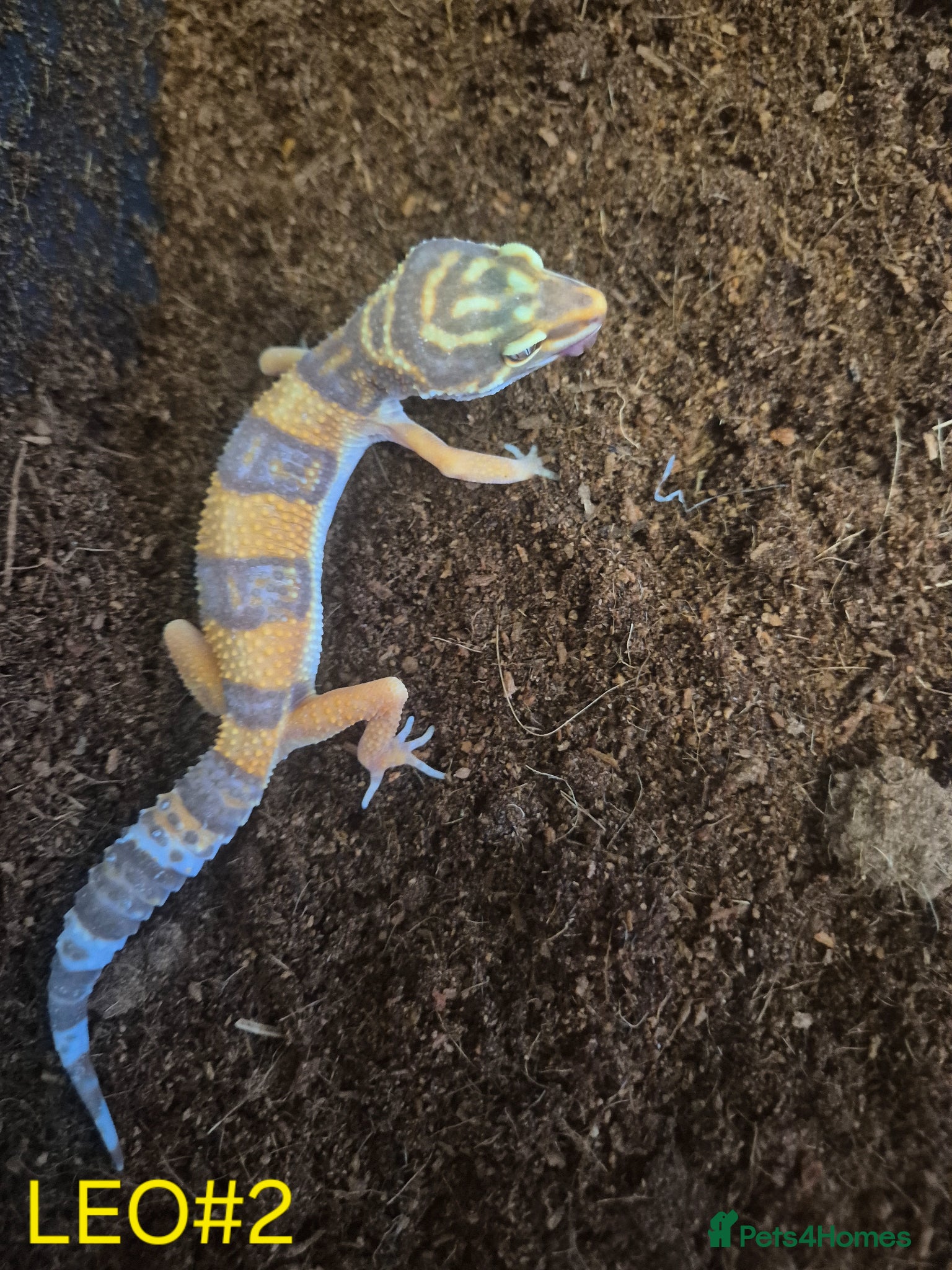 Mixed Breed reptiles Royal python and Leopard Geckos for  sale - Advert 3