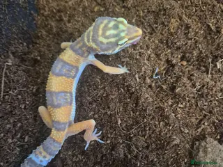 Mixed Breed reptiles Royal python and Leopard Geckos for sale - Advert 3