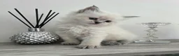 Siberian cats for sale: 🤩Champion bloodlines neva masquerade siberians🤩 - Advert 3