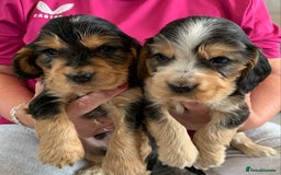 Cocker Spaniel dogs for sale: Health tested KC reg show type cocker spaniels  in Abergele - Image 11