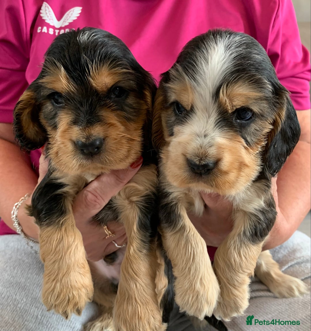 Cocker Spaniel dogs for sale: Health tested KC reg show type cocker spaniels  in Abergele - Image 11