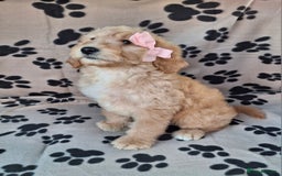Goldendoodle dogs for sale: Gorgeous standard goldendoodle pups. - Image 23