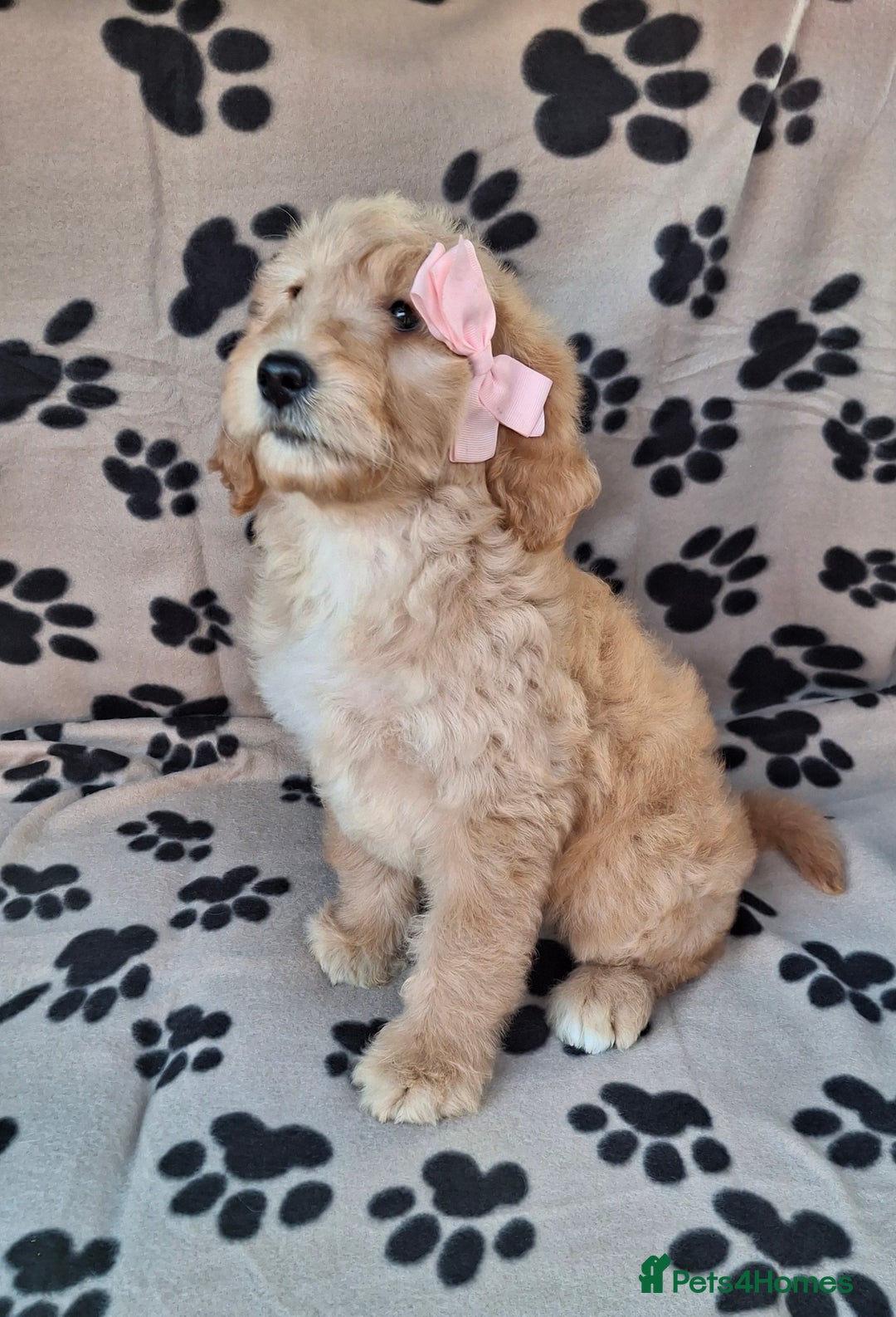 Goldendoodle dogs for sale: Gorgeous standard goldendoodle pups. - Image 23