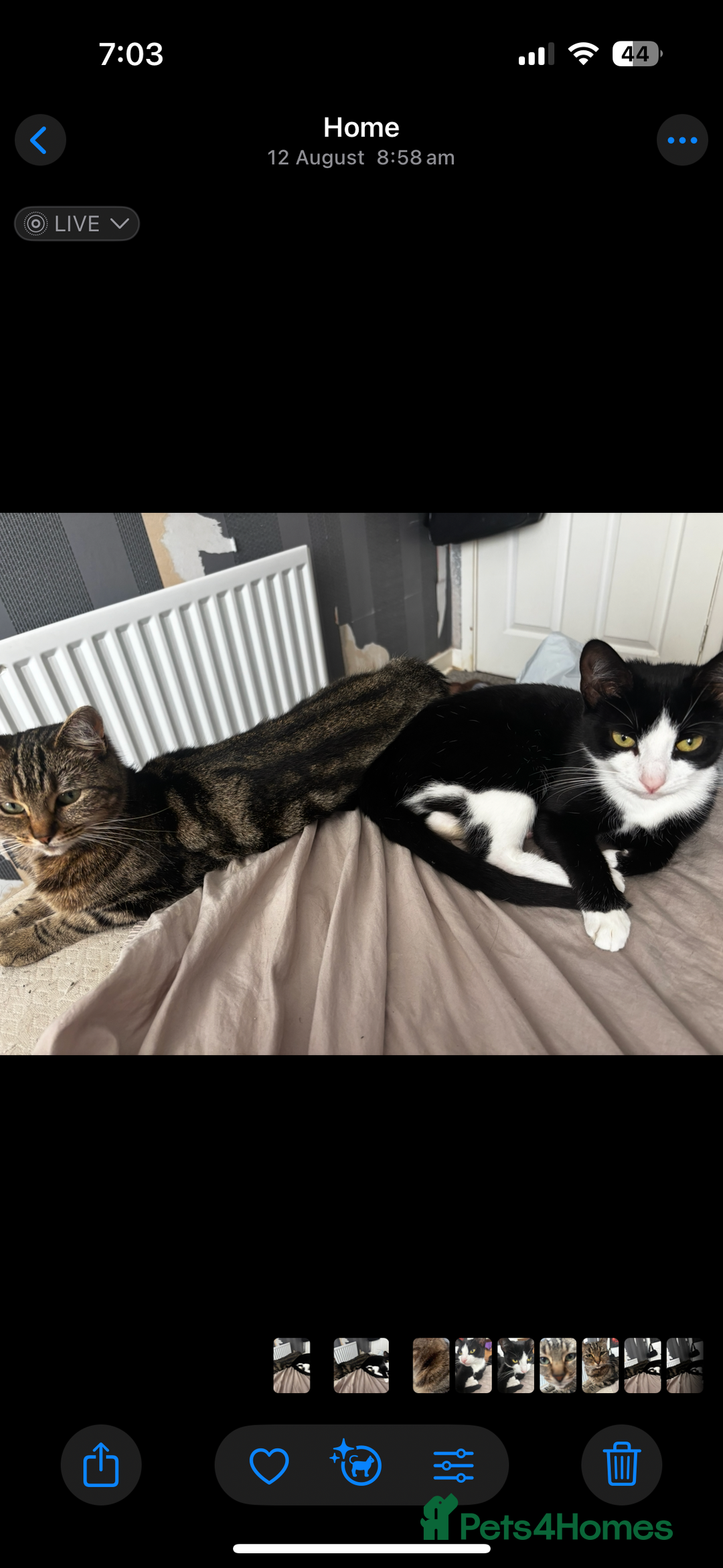 Domestic Shorthair cats for sale: Two female kittens - Image 1