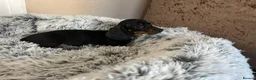 Miniature Dachshund dogs for sale: Miniature dachshund puppies - Advert 18