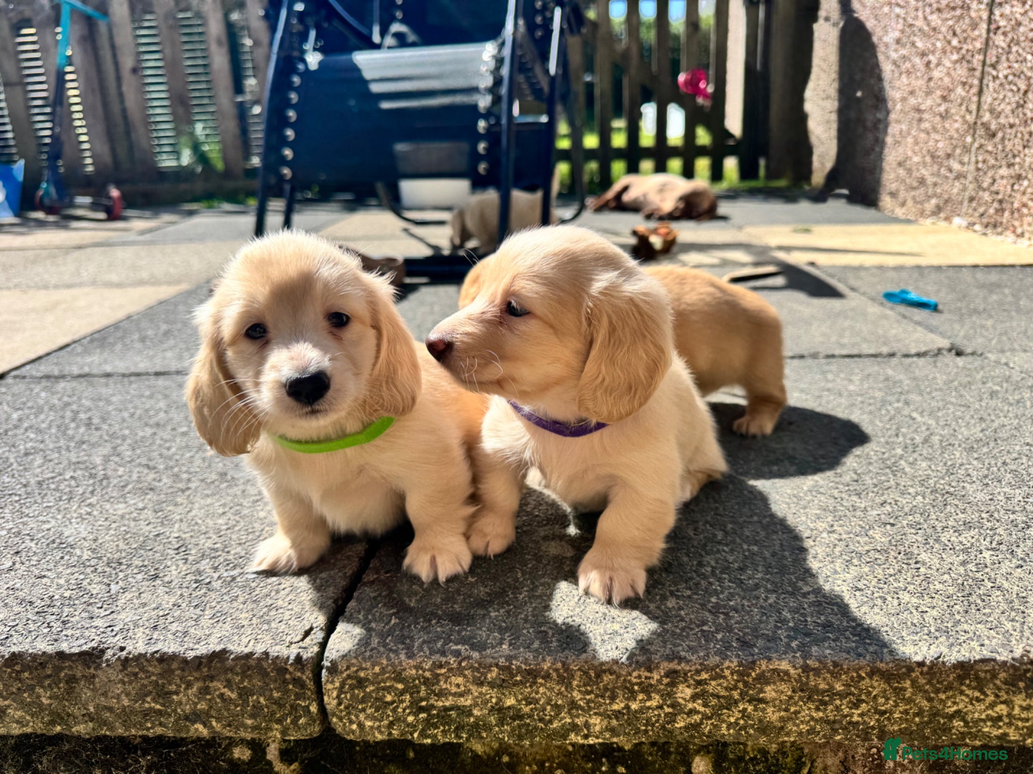 Miniature Dachshund dogs KC mini cream long hair with beautiful coats - Advert 2